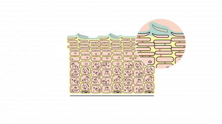 Hidrolipid filmréteg és a kézbőr