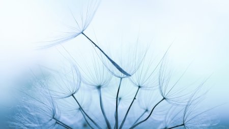 what causes dry eyelids